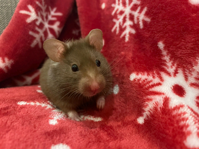 hamster cage essentials